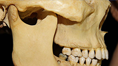 咬合の基本的考え方